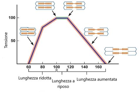 diagramma lunghezza viti skateboard