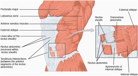 Diagramma anatomico dei muscoli addominali