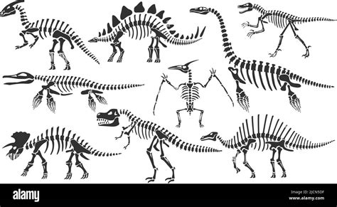 Scheletro di dinosauro fossile