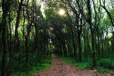 Sentiero sterrato che attraversa un bosco rigoglioso