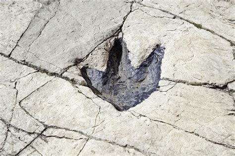 Impronte fossili di dinosauro