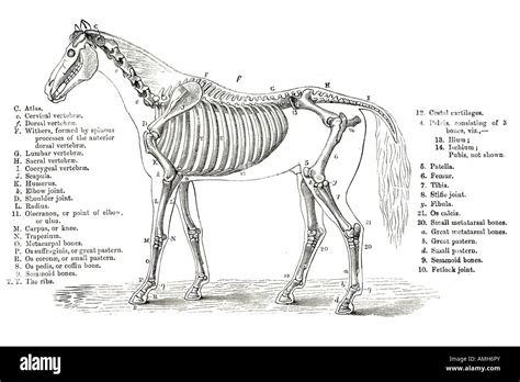 scheletro e proporzioni del cavallo