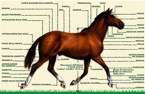 anatomia muscolare del cavallo