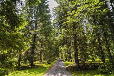 Sentiero nel bosco con vista sulle montagne