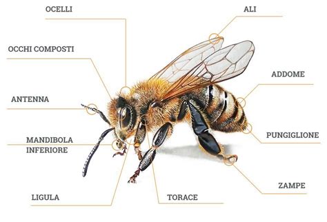 Schema di un Ape 50 con parti evidenziate