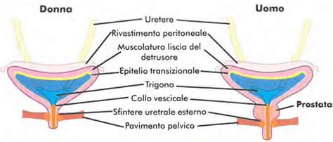 Schema anatomico della zona perineale maschile e femminile