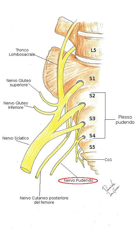 Illustrazione schematica del nervo pudendo e delle aree di compressione