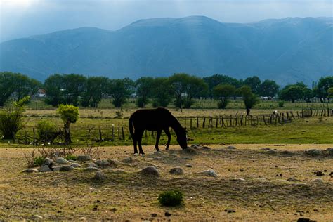 Asino in un campo con un trullo sullo sfondo