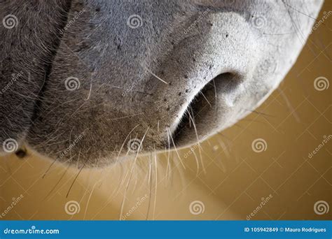 Dettaglio del muso di un asino