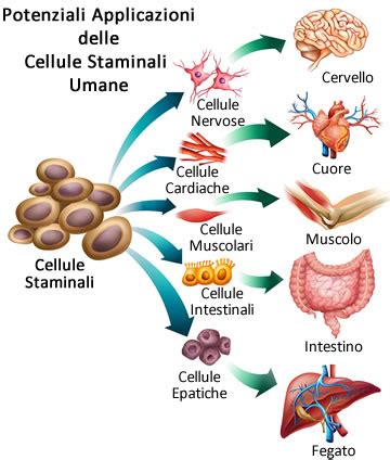 Criopreservazione di cellule staminali con DMSO