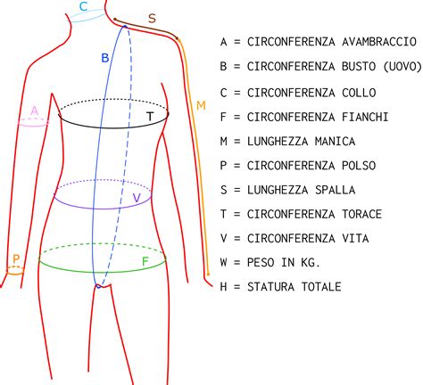 Schema di misurazione del torace e della vita