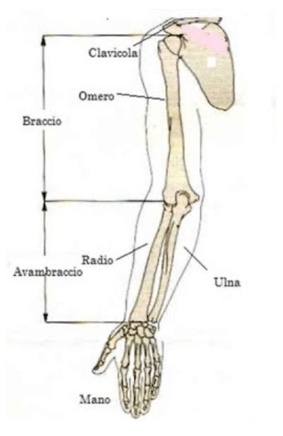 Schema di misurazione del braccio e della mano