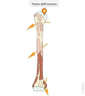 Grafico che illustra la struttura ossea dell'omero