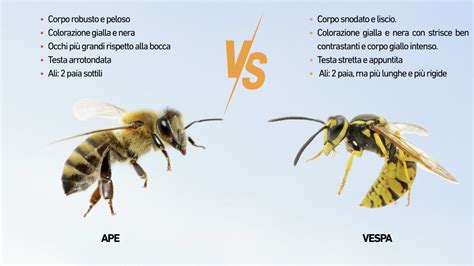 Confronto schematico tra Ape e motoagricola