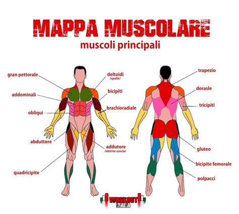 Diagramma anatomico che evidenzia i principali gruppi muscolari utilizzati nella pedalata