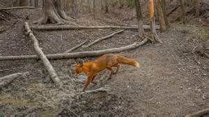 Fauna selvatica nel bosco