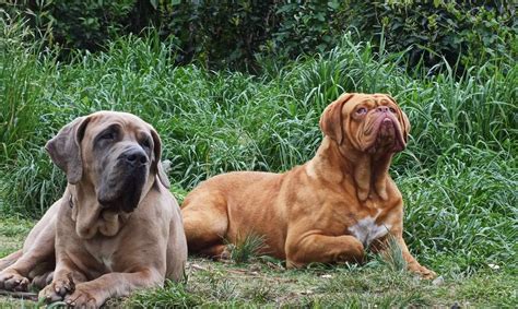 Antica scultura greca di un cane tipo molosso