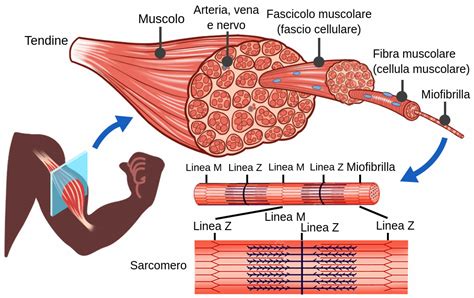 Diagramma che illustra la struttura muscolare di un cane tipo molosso