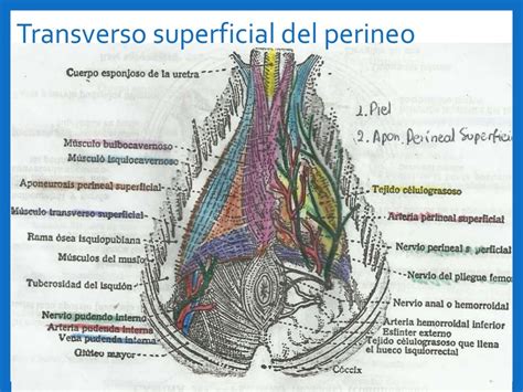 anatomia del perineo maschile e femminile