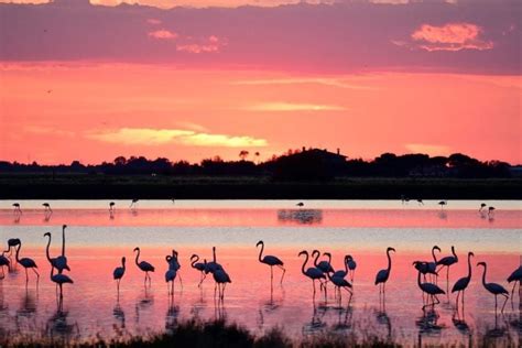 Saline di Cervia con fenicotteri rosa