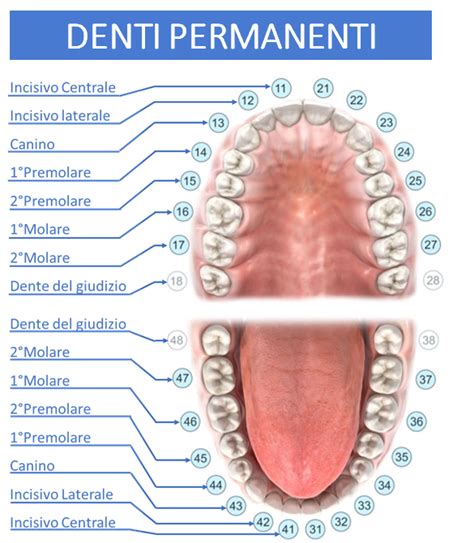 grafico scelta misure corone 34 denti