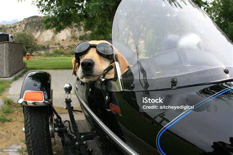 sidecar per cane in moto