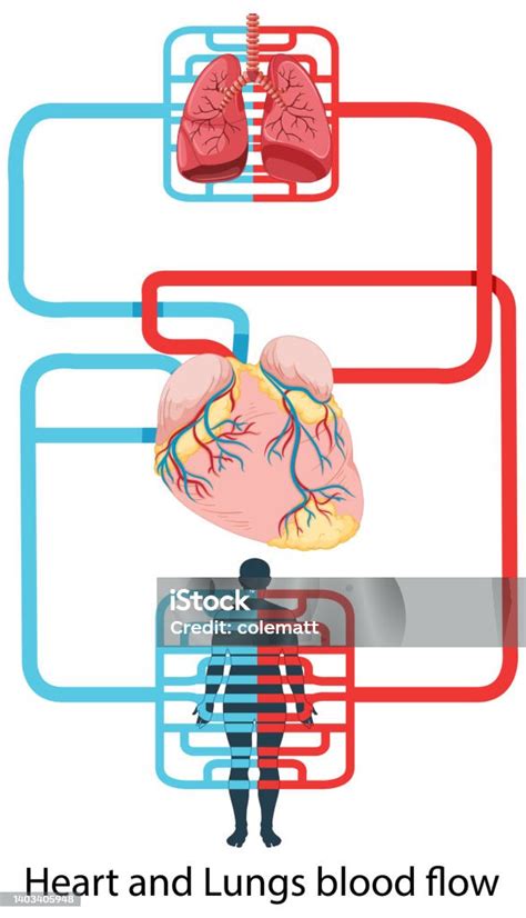 Diagramma del flusso sanguigno durante l'esercizio fisico