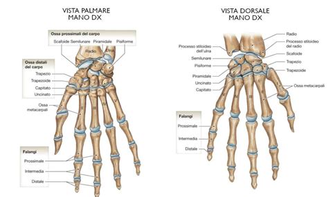 Schema anatomico della mano di un ciclista che impugna una leva freno/cambio