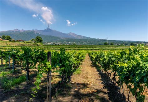 Vigneti terrazzati sulle pendici dell'Etna