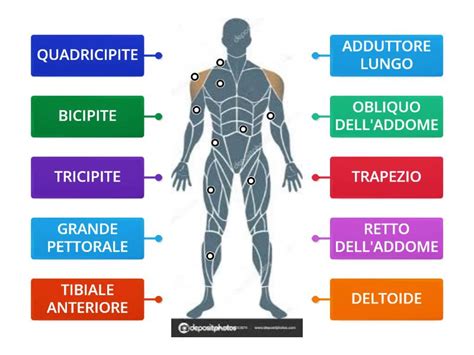 Diagramma anatomico che evidenzia i muscoli sollecitati dall'hydrobike