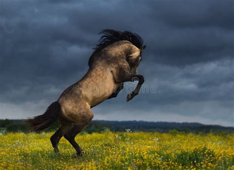 Cavallo che si impenna in un prato