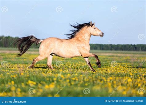 Cavallo che corre liberamente in un paddock