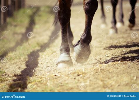 Primo piano degli zoccoli di un cavallo