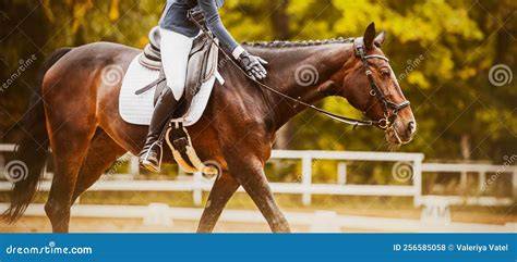 Cavaliere che lavora con un cavallo in un maneggio
