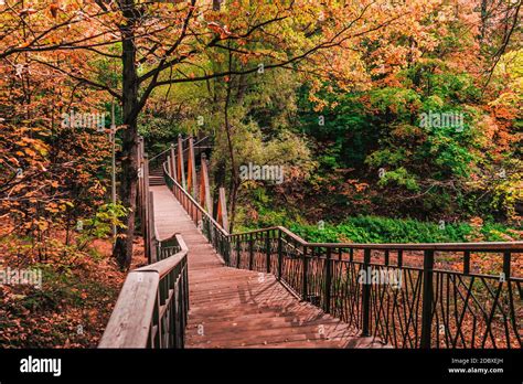 Ciclisti su un ponte tra gli alberi