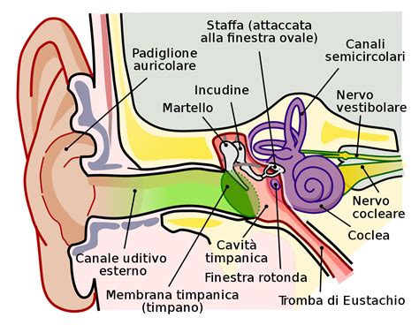 Orecchio umano con membrana timpanica