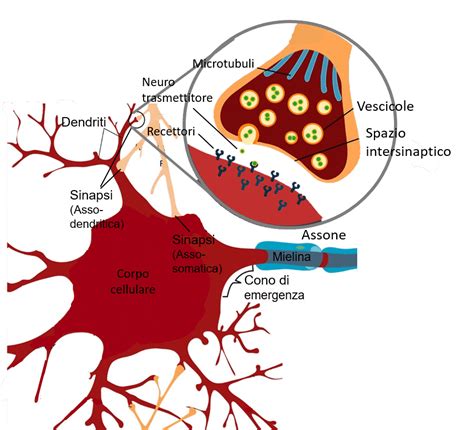 Diagramma semplificato di una sinapsi neuronale