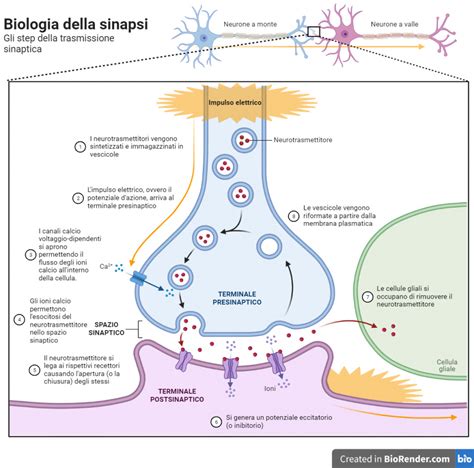 Schema del funzionamento della sinapsi artificiale bioibrida