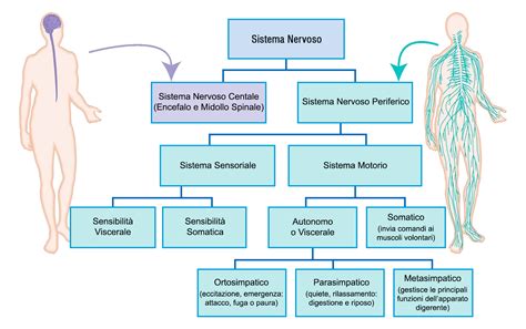 Schema del sistema +RAD
