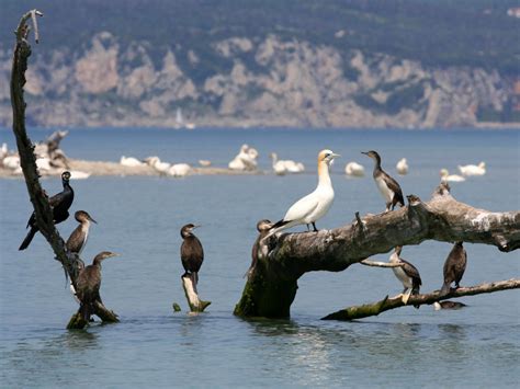 Paesaggio della Riserva Naturale della Foce dell'Isonzo con uccelli acquatici