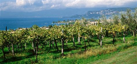 panorama Lago di Garda vigneti Valpolicella