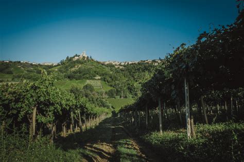 Vigna Cantina Tollo e collina abruzzese