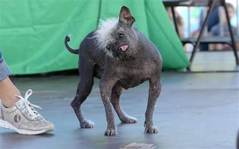 cane più brutto del mondo scena foto