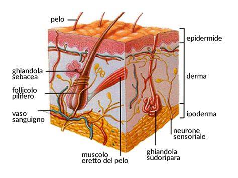 diagramma corpo BB con strati ontano-acero