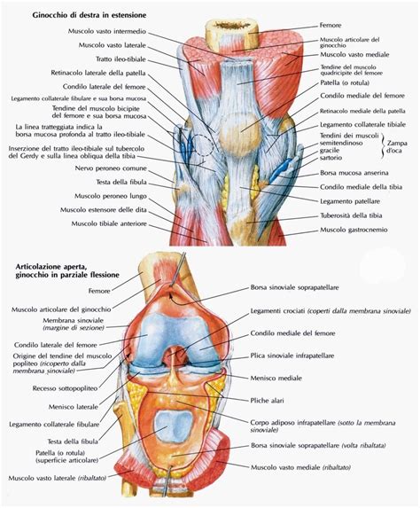Immagine anatomia ginocchio con borse sinoviali