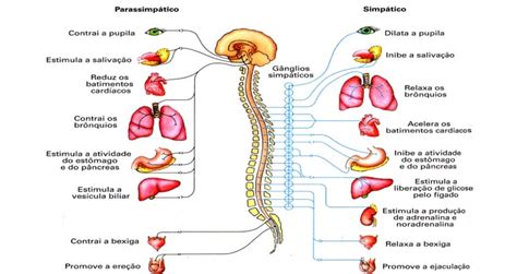 Sistema nervoso autonomo