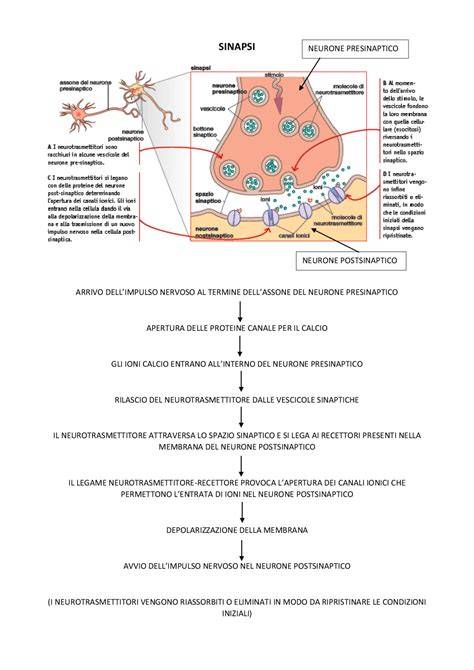 schemi sinapsi microgliale penta-partite