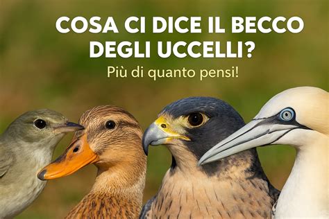 Confronto becco e parafango