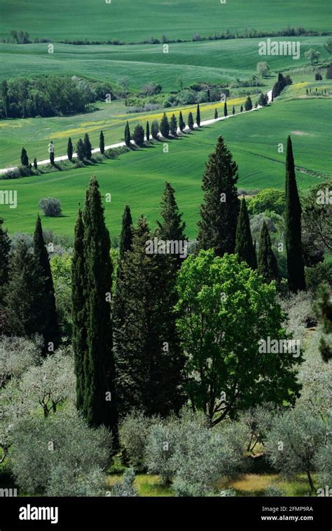 Paesaggio toscano con strade bianche e cipressi