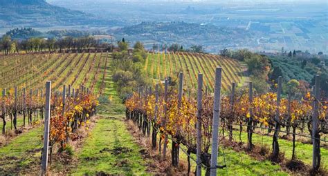 Un vigneto sui colli di Velletri con bottiglie di vino